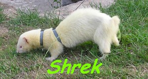 shrek1