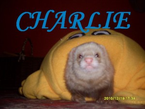 charlie1.jpg